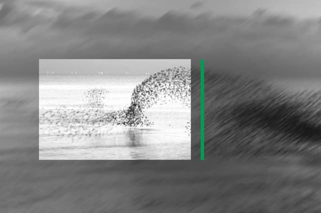 Flock of birds flying over water