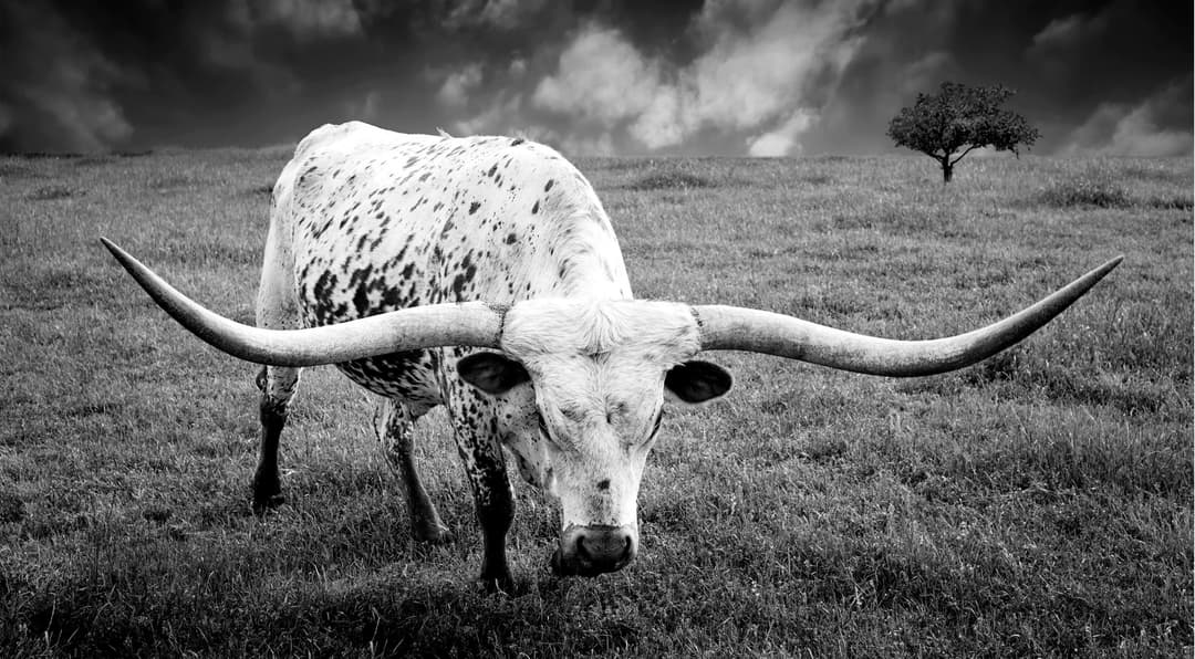 bull with long horns