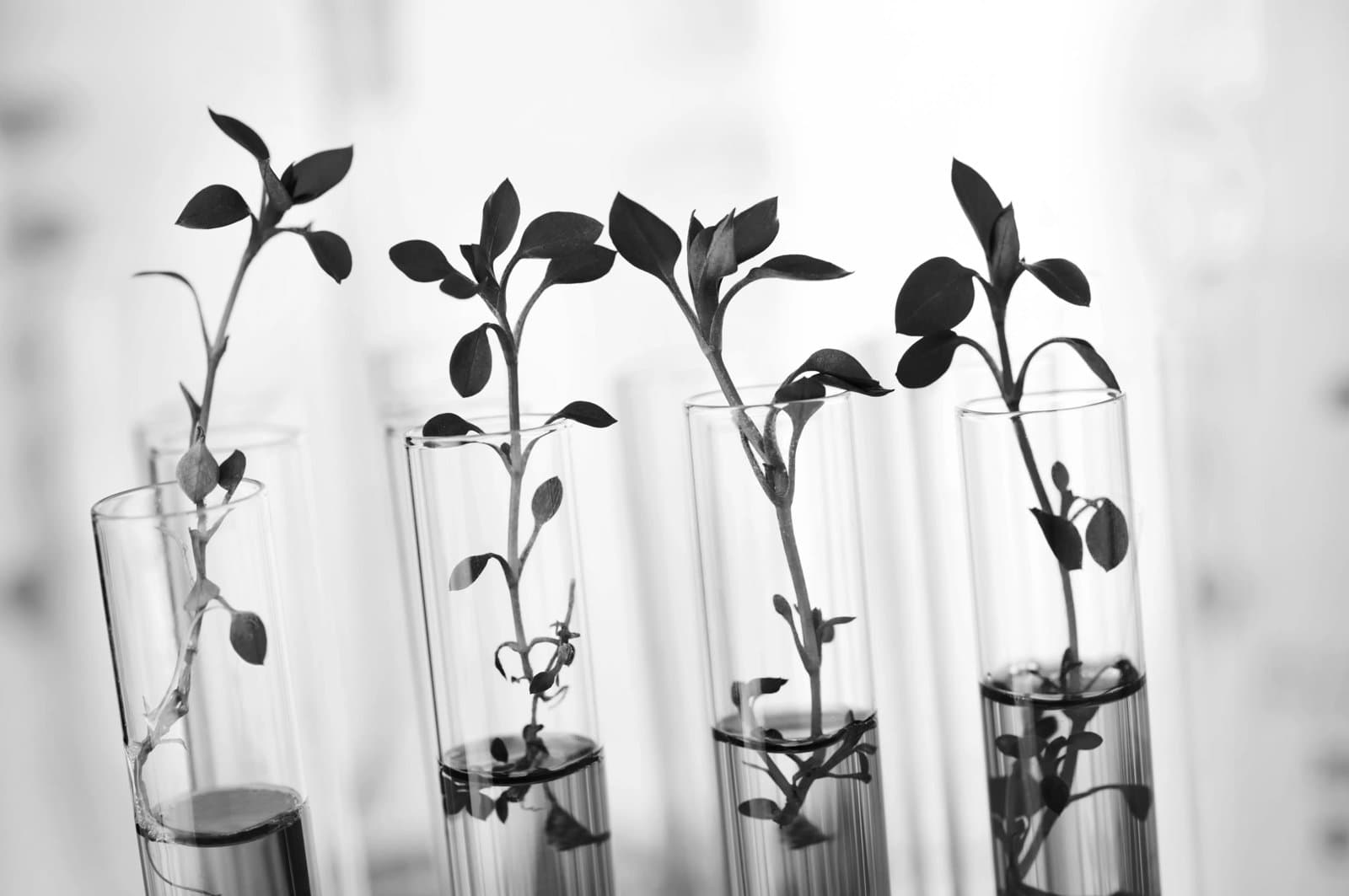 Plant seedlings growing inside of test tubes