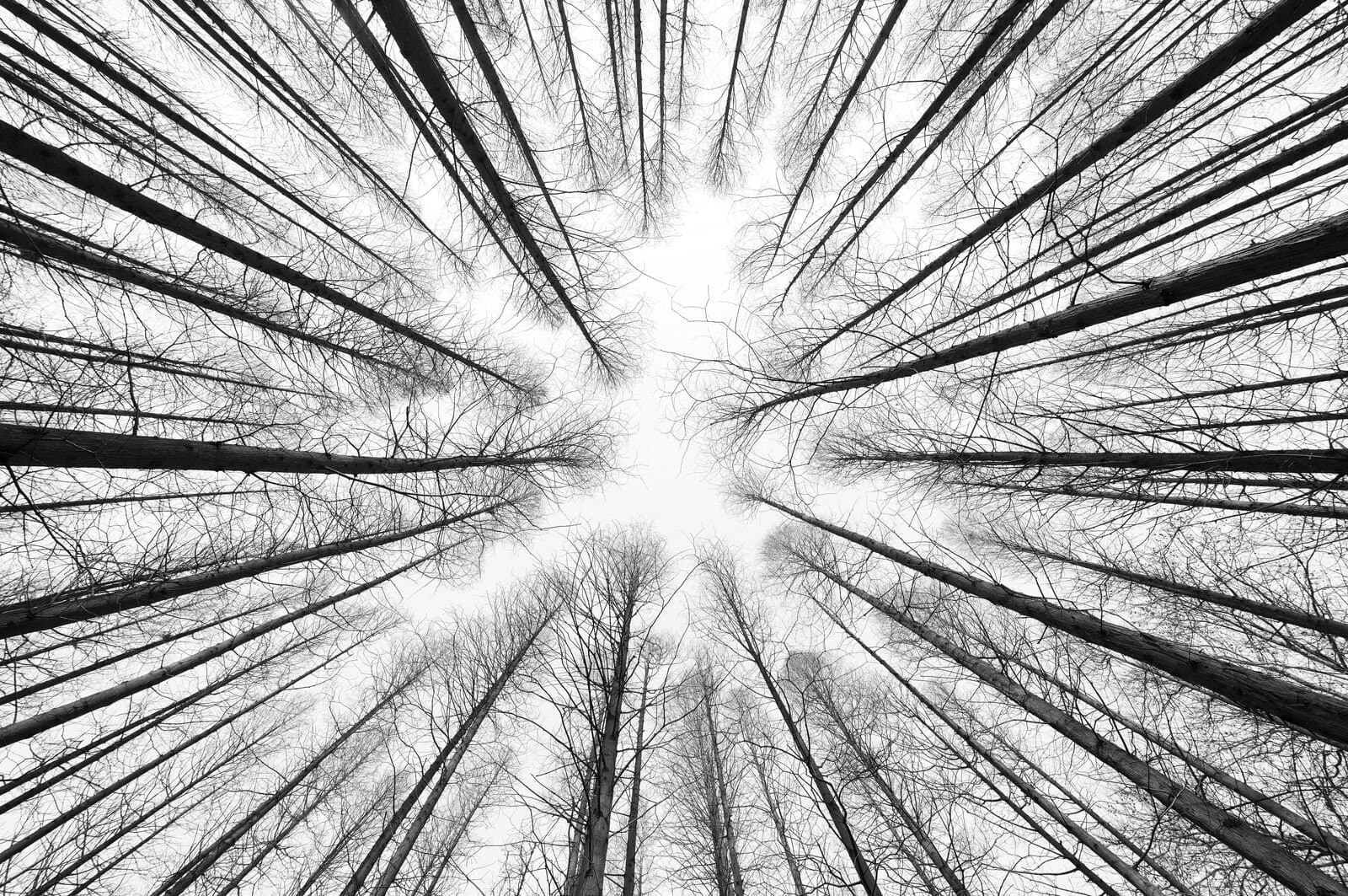 looking upwards towards the sky through the tree canopy