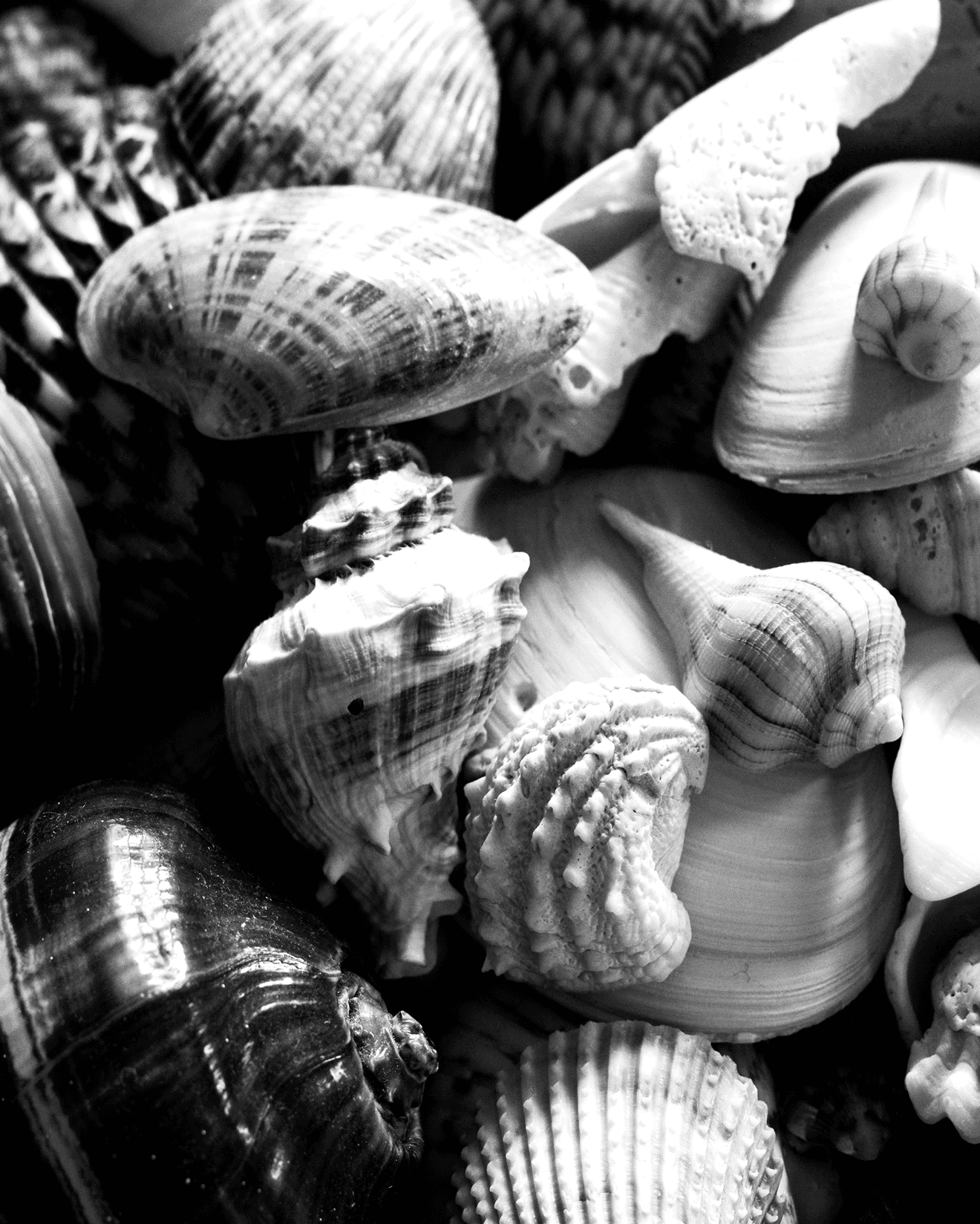 Assorted black and white seashells in varied shapes, sizes, and textures arranged closely.