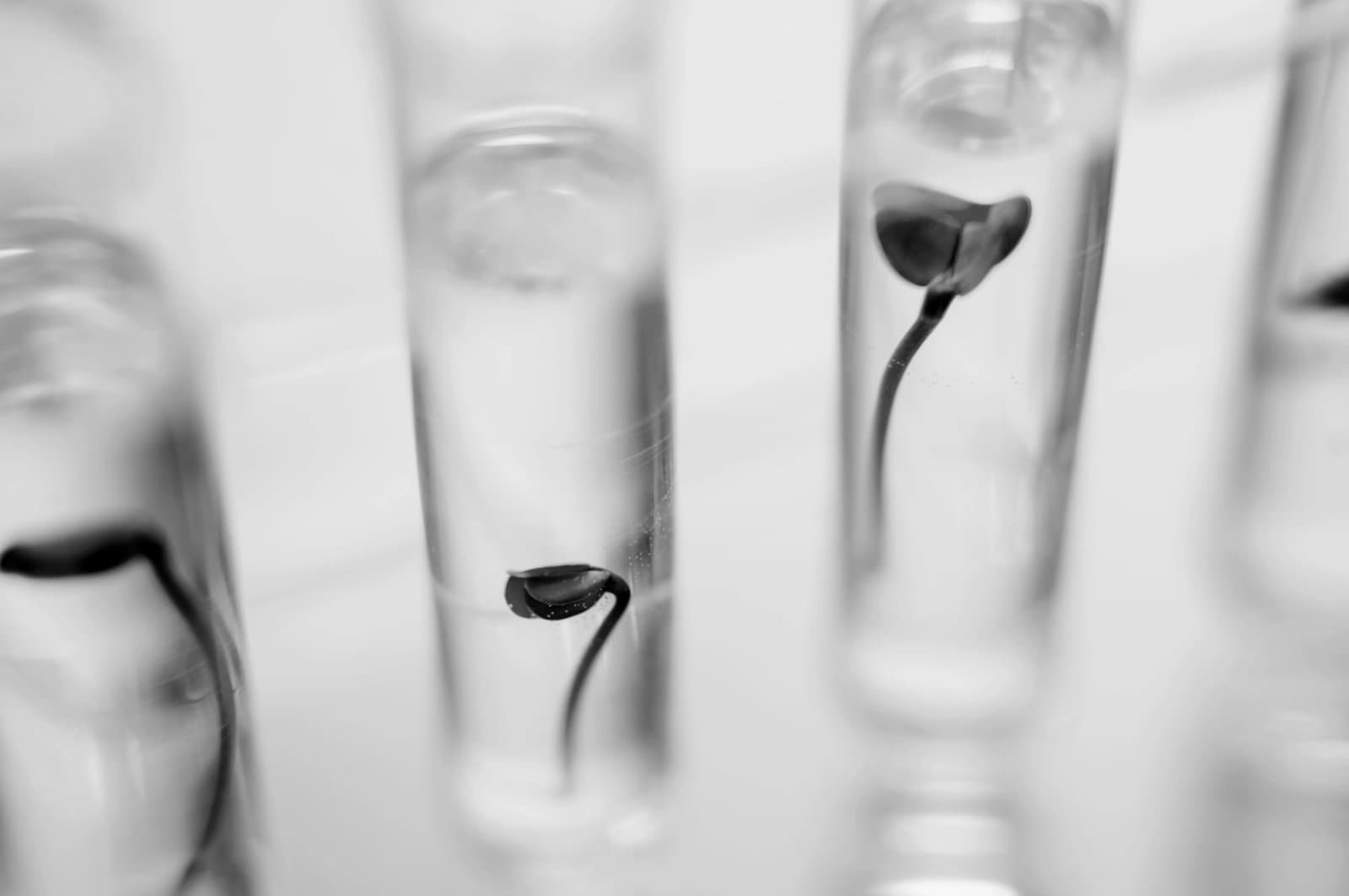 Tiny plants growing in test tubes
